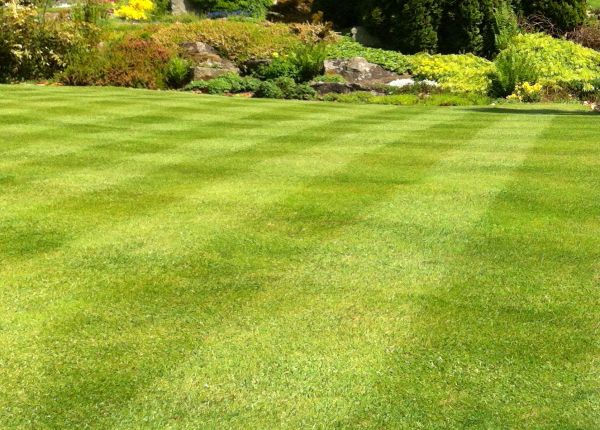 Cost of Commercial Grass Cutting in Seattle