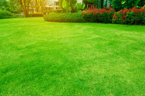 Cost of Grass Maintenance in Seattle