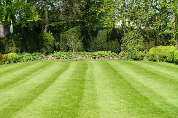 Cost of Grass Care Service in Seattle