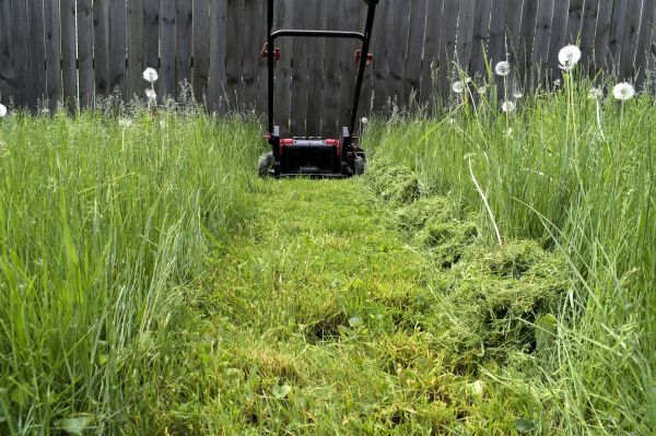 Cost of High Grass Mowing in Seattle