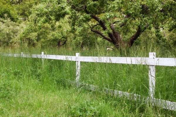 Cost of Fence Line Trimming in Seattle