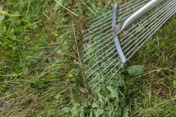 Cost of Thatch Raking in Seattle