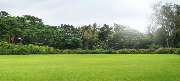 Cost of Golf Course Mowing in Seattle
